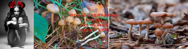 гашик Рославль
